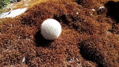 Mammillaria densispina