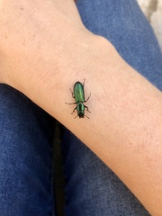 Temnoscheila virescens