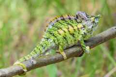 Chamaeleonidae