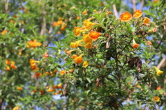 Streptosolen jamesonii