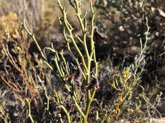 Daviesia brevifolia