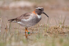 Phegornis mitchellii