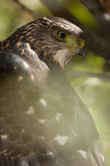 Accipiter chilensis