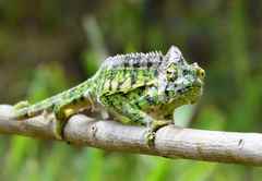 Chamaeleonidae