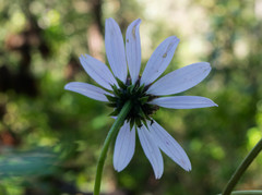 Iostephane heterophylla