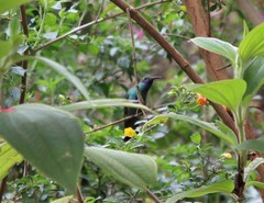Colibri coruscans
