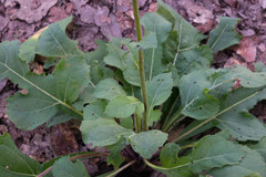 Iostephane heterophylla