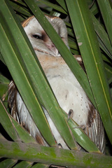 Tyto alba tuidara