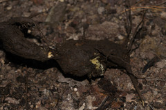 Iostephane heterophylla