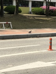 Streptopelia orientalis