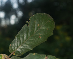 Quercus obtusata