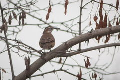 Upucerthia saturatior