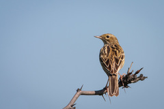 Anthus correndera chilensis