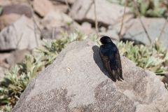 Pygochelidon cyanoleuca patagonica