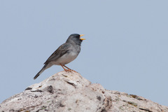 Rhopospina alaudina alaudina