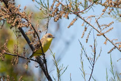 Pseudocolopteryx citreola