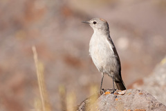 Muscisaxicola rufivertex rufivertex