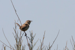 Cistothorus platensis hornensis