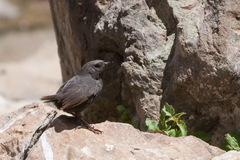 Scytalopus magellanicus