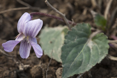 Viola macroceras