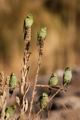 Mountain Parakeet photo 3