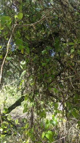 Isotrema californicum