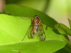 Rhagio albicornis
