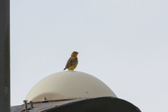 Sicalis flaveola pelzelni