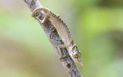Chamaeleonidae