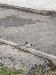 Motacilla alba personata