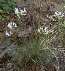 Astragalus conjunctus