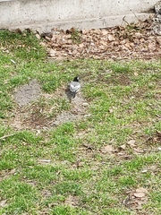 Motacilla alba personata