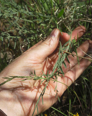 Astragalus conjunctus rickardii