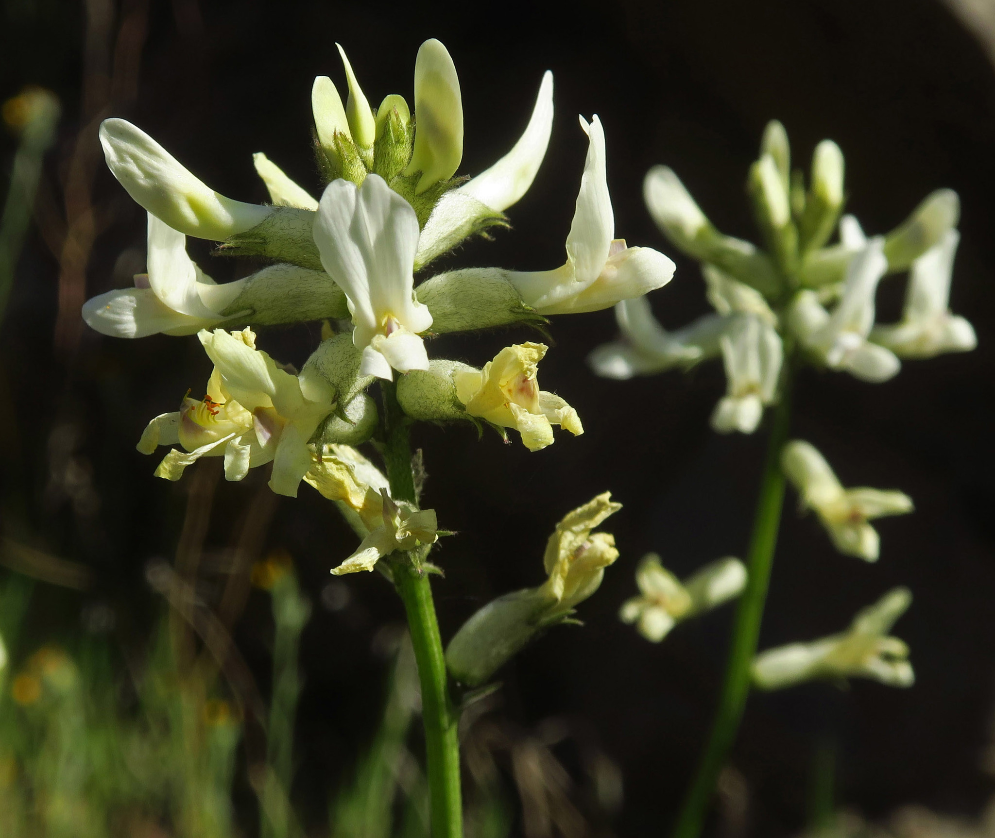Astragalus conjunctus var. rickardii