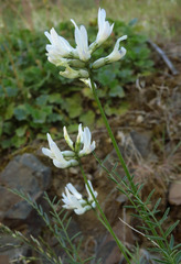 Astragalus conjunctus