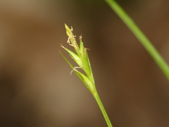 Carex willdenowii