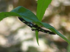Desmia maculalis