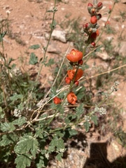 Sphaeralcea grossulariifolia