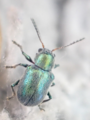 Colaspidea smaragdula