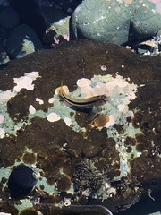 Parablennius laticlavius