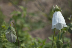 Codonopsis clematidea