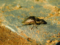 Cyrtomius plicatus