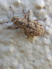 Floresianus sordidus