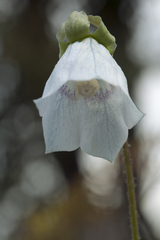 Codonopsis clematidea