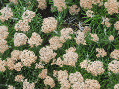 Ozothamnus reticulatus