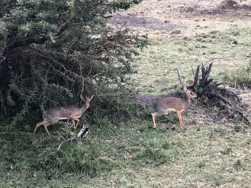 Cavendish's Dik-dik
