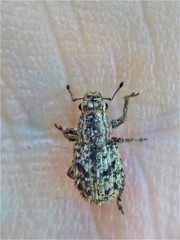 Floresianus sordidus