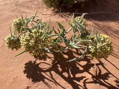 Asclepias macrosperma