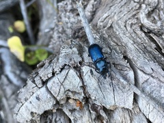 Platycerus oregonensis