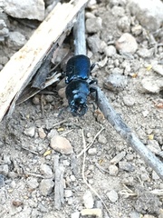 Platycerus oregonensis